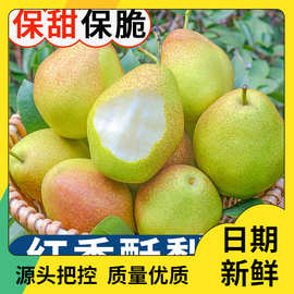 红香酥梨梨子新鲜水果当应季整箱香梨包邮应季5斤青雪酥梨现季10