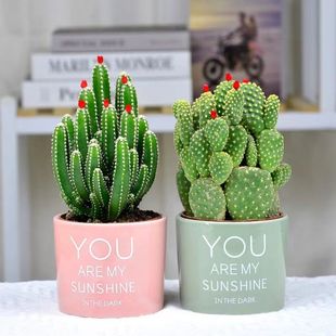 Cactus Succulent Fortune Stick Small Potted Gathering Palm Wan Zhongshan Indoor Office Desktop Green Plants and Florals