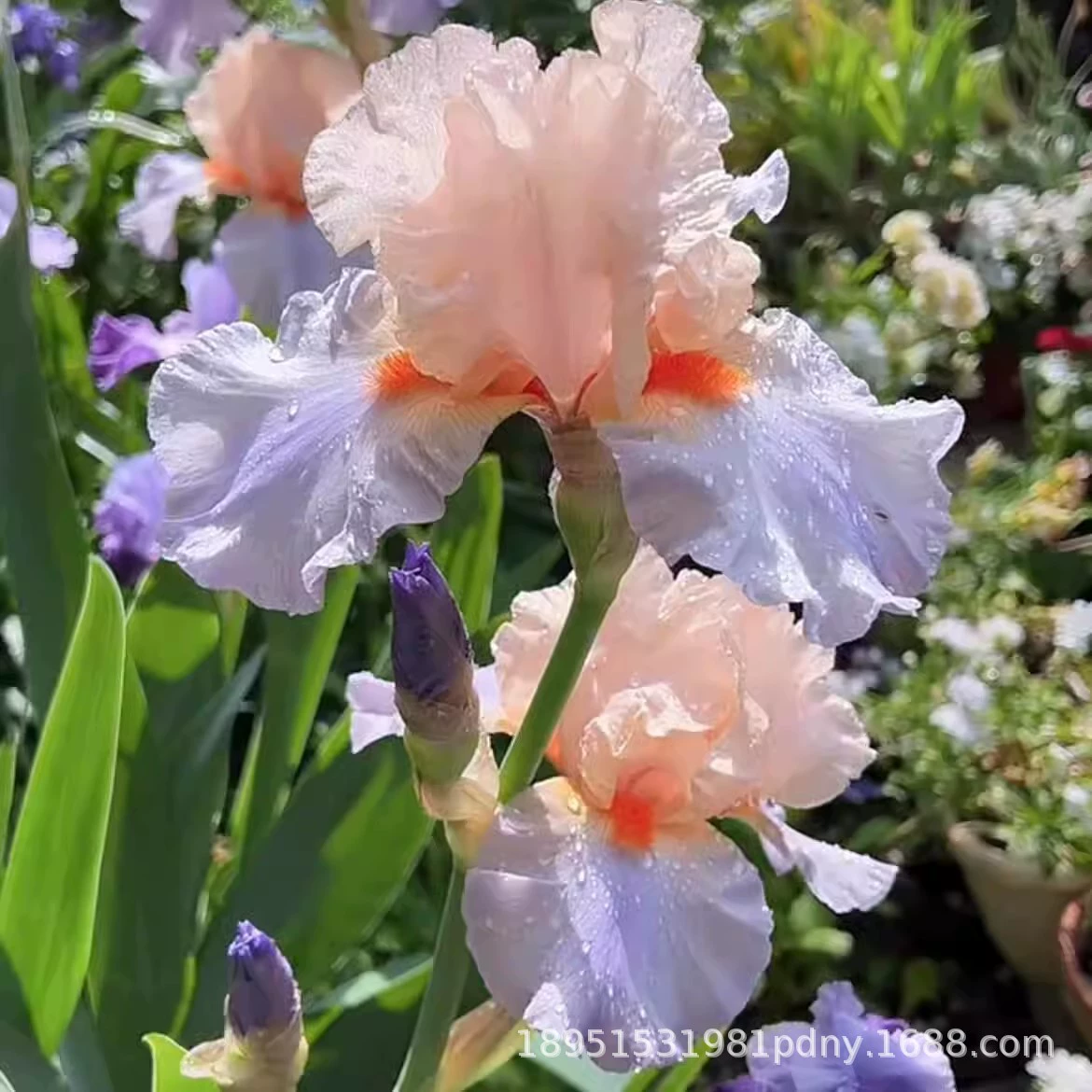 Рассада ириса, цветочная клумба во дворе, четырехсезонная вилла, растение в горшке, многолетнее растение, американский вечнозеленый зеленый водный цветок