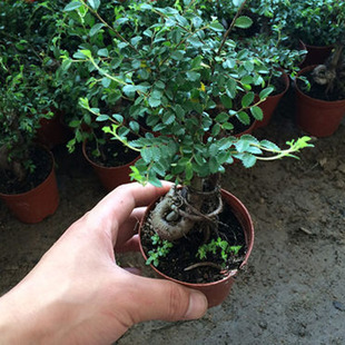 С�~�ܘ��辰����Gֲ���ͥ�͏d������������Ի��������̨���