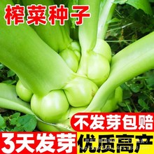 ����ե�˷N�ӽ�˷N�Ӹ����ԭ�b�ļ��߲˷N�Ӵ�ȫ�˷N�����l���l