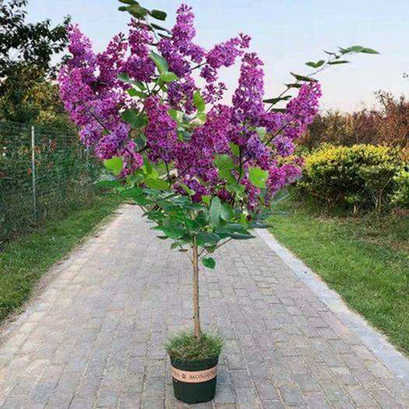 Поколение саженцев сирени ароматные цветы Four Seasons морозостойкие Цветочные саженцы открытый двор вилла белый фиолетовый