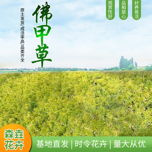Buddha's Grass Potted Roof Greening Gold Leaf Buddha's Grass Landscape Plant Florals Evergreen Notoginseng Sedum Seedlings