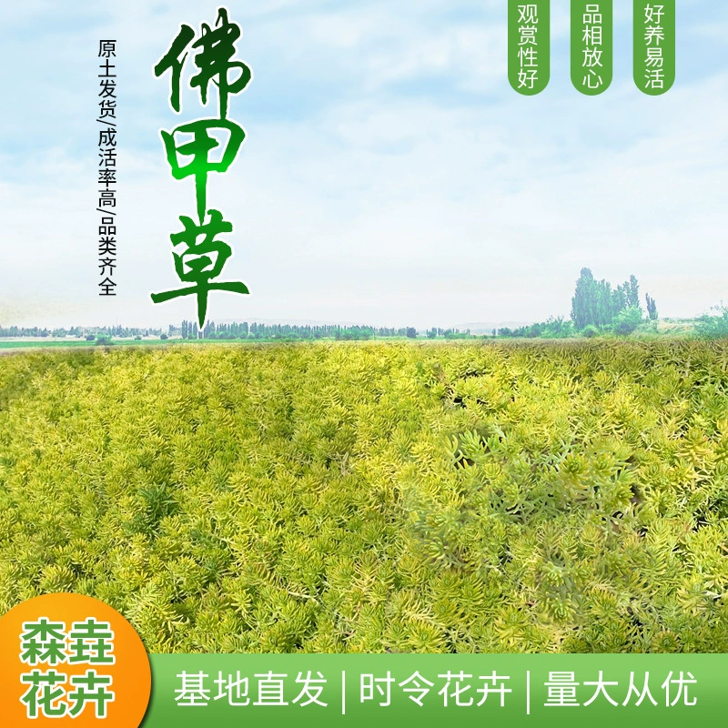 Термостойкое и засухоустойчивое растение, база рассады Цинчжоу предлагает полный ассортимент золотистых лиственных фритиллярий в наличии.