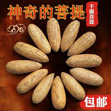 千眼菩提原籽子原料红绿黄白老料手把件长粗胖大果精挑选斤个佛珠