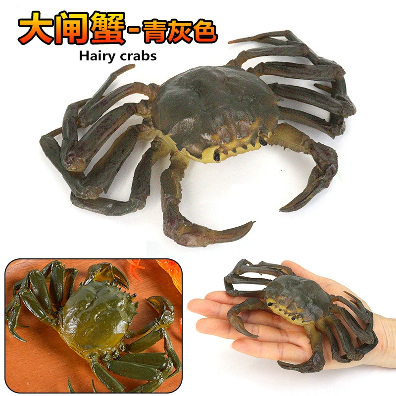 Игрушка, большие морские когнитивные украшения
