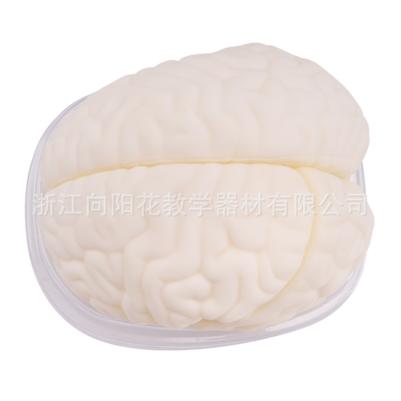 厂家直销3307 脑解剖模型 三部件 生物医疗教学模型