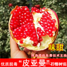 Ƥܛʯϱļ̨ͥԺԹͻ˹ˮNֲ