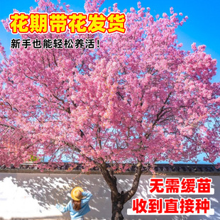 �ѻ�����ѻ���ͥԺ��䮔���_���������Ԅe���G�������ձ��ѻ���