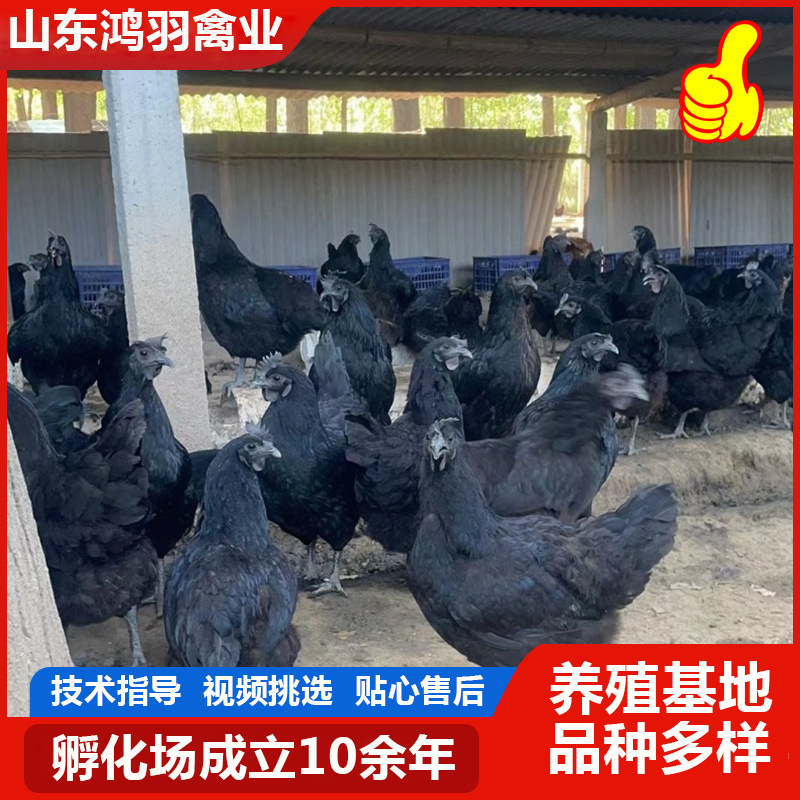 散养产蛋五黑成年鸡 活苗脱温下蛋鸡五黑绿壳蛋鸡五黑一绿