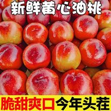 【脆甜】油桃桃子黄心油桃整箱时令酸甜新鲜当季现货包邮油桃整箱
