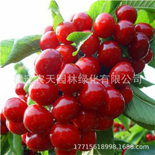 ܇ӘҘ簫ش޽ӹͥԺFϱNֲ{ݮ