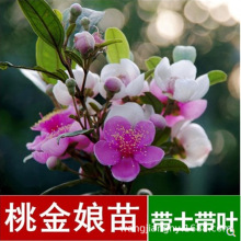 桃金娘树苗种苗山捻子苗乌稔多尼小种苗盆景地栽室内阳台庭院植物