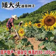 ʳ�����տ��N�ݸ߮a���������N�����^�Ϳ��N�Ӵ����̨�߲��r����