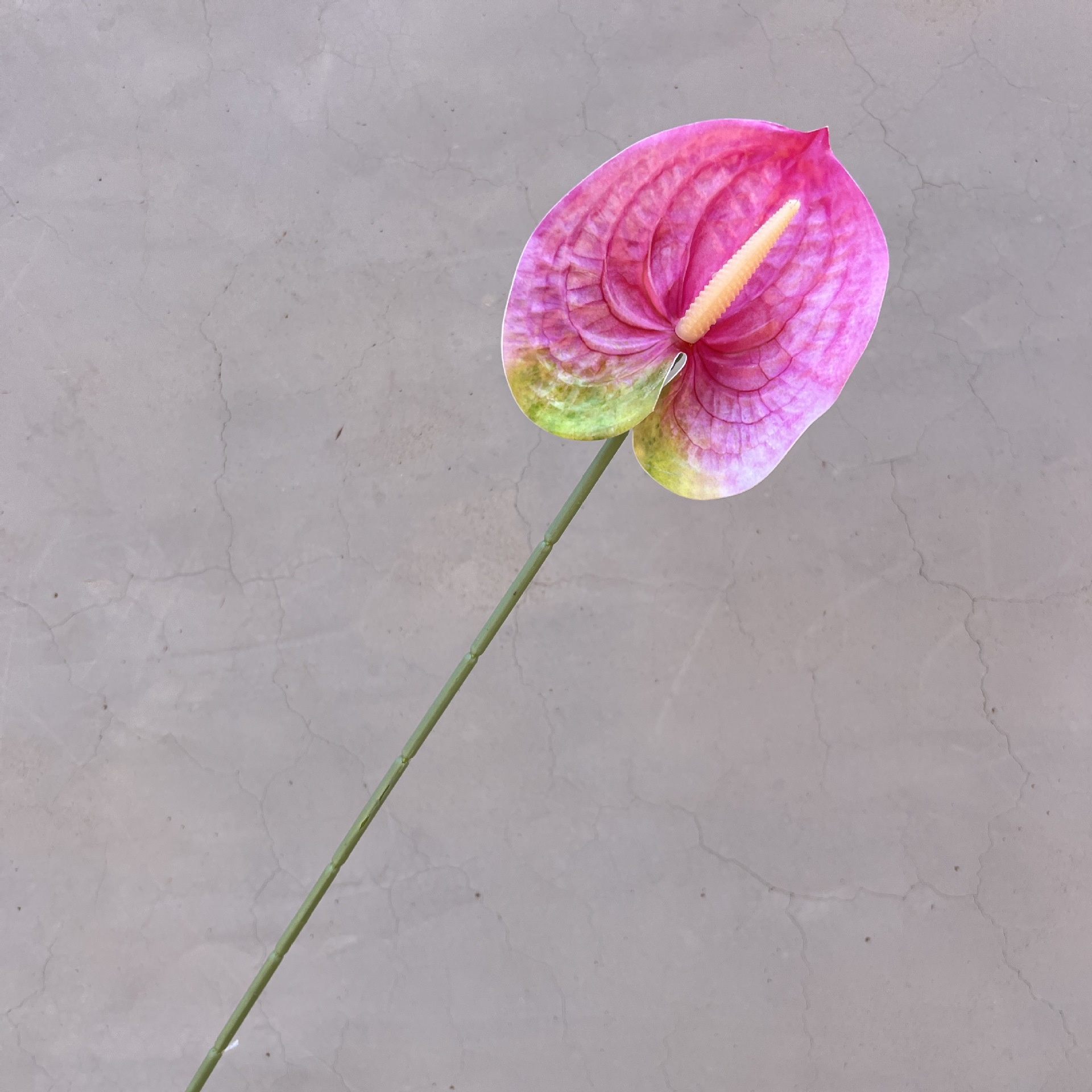 보라색