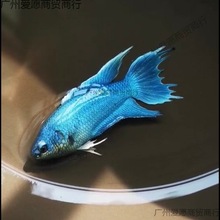 中国斗鱼活体活鱼冷水淡水观赏鱼好养耐养鱼金鱼小型斗鱼鱼苗锦鲤