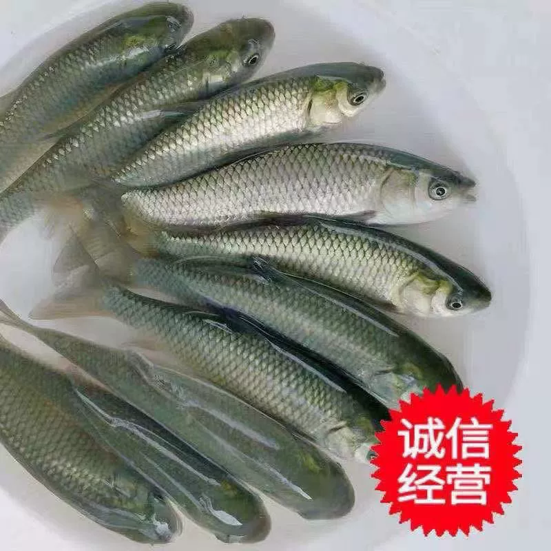Высококачественные крупные личинки grass fish пресноводное разведение живой молоди, крупные ростки, крупные мальки