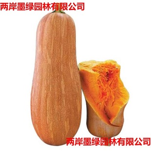 �����۱��ϹϷN�ӳ�������۱����Ϲ�����߮a���A�\�ļ��߲˷N��