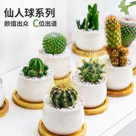 多肉植物仙人掌仙人球盆栽内花卉好养办公桌面小绿植防辐射