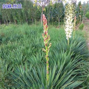 �ر�ֲ����Pβ�z�m�G�����ͺ��ͺ��ļ�����h���o���o��ֲͥԺ