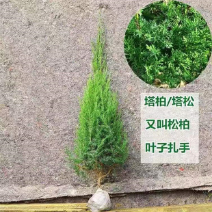 桧柏苗刺松树苗塔柏树苗塔松树苗蜀桧树苗绿化苗木带土发货塔柏苗-阿里巴巴