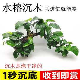 广州速发水榕沉木懒人阴性真水草好养活植物鱼缸装饰造景绿植套餐
