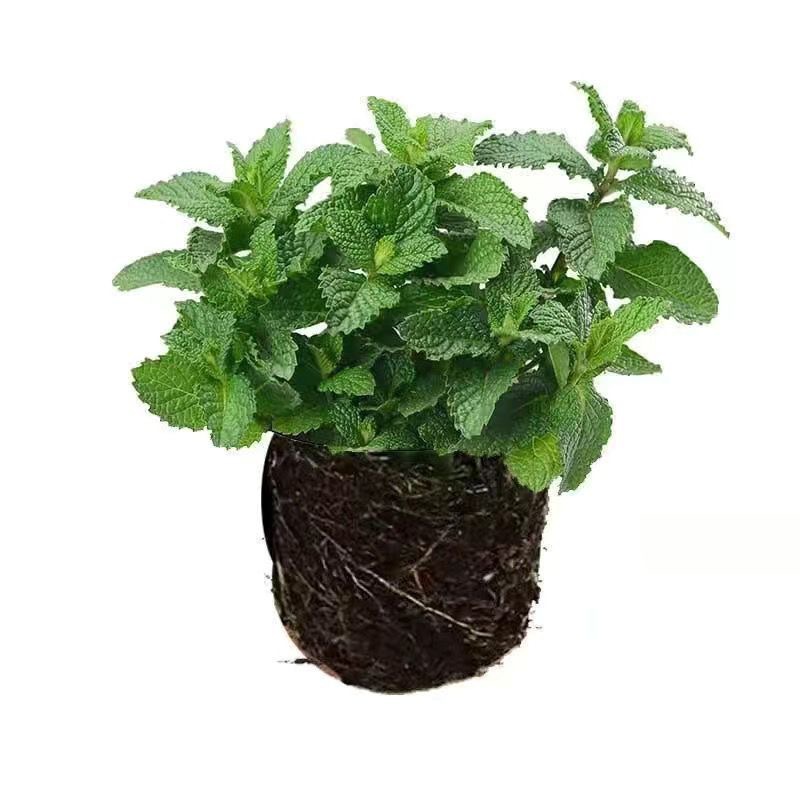 Original soil mint + fertilizer [one pot]
