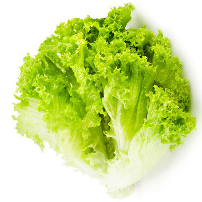 Siembra de lechuga de cuatro estaciones, semillas de lechuga de primavera y verano, semillas de lechuga de crema orgánica, semillas de lechuga de balcón