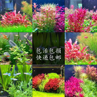 �N�к�ˮ�~��ˮ����������쾰ֲ�ﵭˮ�t�m͢�t����