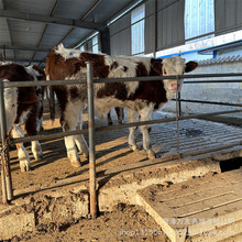 甘肃肉牛养殖场 供应夏洛莱牛犊 西门塔尔怀孕母牛小黄牛养殖场
