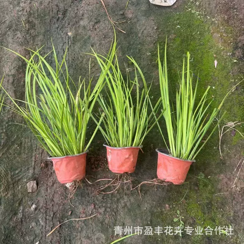 Золотой лист, каламус, очистка воздуха, водоплавающие растения, водное растение, экология, защита окружающей среды, инженерное зеленение, многолетняя трава