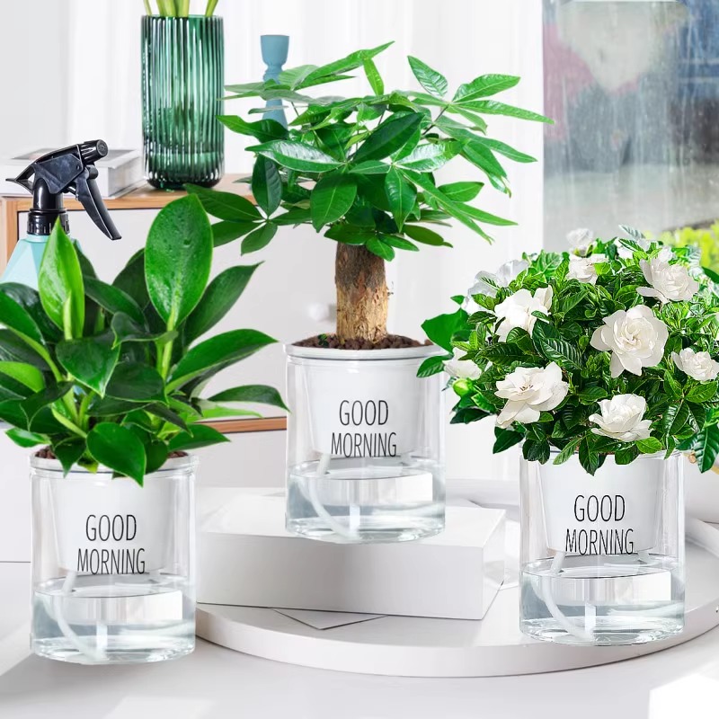 골든 다이아몬드 + 치자나무 + 돈나무 + [굿모닝 세면대 3개] + 영양액