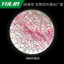 �����~�M�и�У�t�WԺУ�ýM������ʯϞ��Ƭ�˱��@΢�R