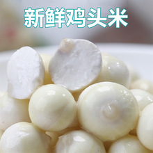 �������ժ��2024�u�^�����r�K���͌����Ǯ����Č�����500g�Ї�