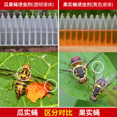 果蠅誘捕器果實蠅捕抓捉容器瓜果蔬菜花卉防蟲誘蟲性誘劑藥水針蜂