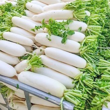 现拔现发山东白萝卜新鲜脆嫩多汁白萝卜产地直采