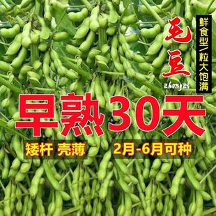 ��Ʒ���U�O����ë���N��30��߮a�ඹ�˷N���ձ����������˶���Ƥ