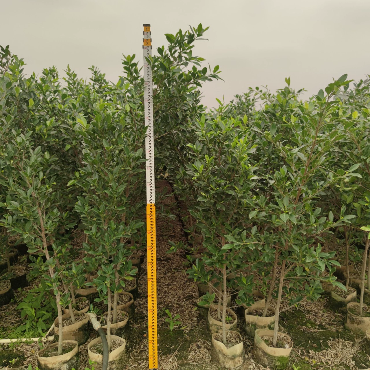 2404 питомник поставляет деревенские зеленые баньяновые деревья высотой 1,5-2 метра