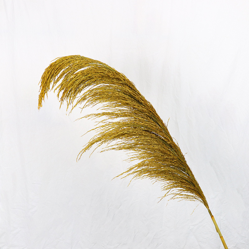 노란 꽃 스파이크 50-60CM