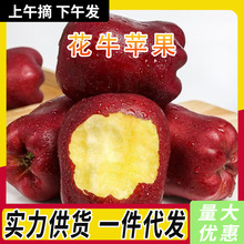 甘肃天水花牛苹果新鲜水果当季现摘粉面松脆香甜苹果整箱包邮代发