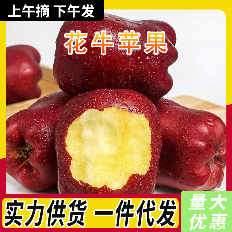 甘肃天水花牛苹果新鲜水果当季现摘粉面松脆香甜苹果整箱包邮代发
