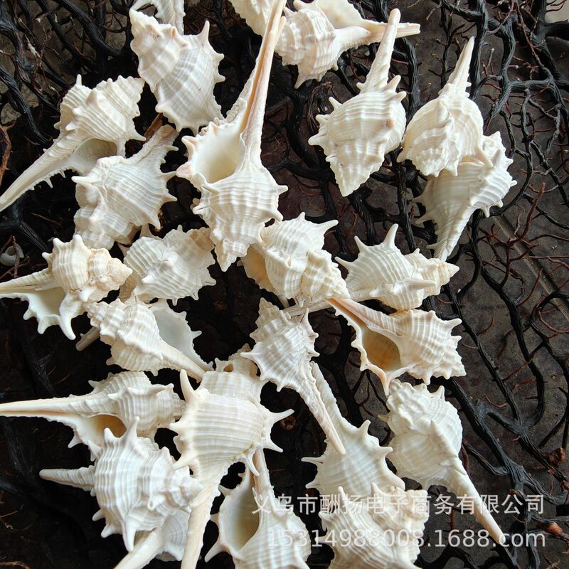Natural Shell Conch, White Long-Spiked Conch, Witch Bone Conch, Handmade DIY Materials for Photography, Fish Tank Landscaping Decoration