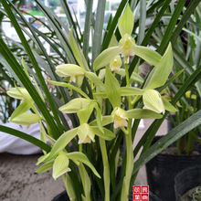 �y�U���Ĵ������m�������d�m�ĺ����硿���B�Gֲ���Ի����҃��̨