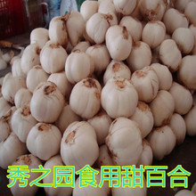 批发食用甜百合种球花种观赏百合花种球花种子球食用花带家庭盆栽