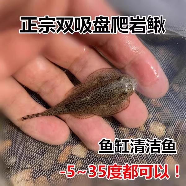 Tool fish eat garbage Guizhou cold water climbing rock loach native fish eat algae fish scavenger fish tank double suction plate fish