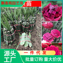 一件代发红心火龙果树苗家庭阳台庭院四季南北种植盆栽水果种苗当