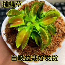 捕蝇草苗 捕蝇草苗品牌 图片 价格 捕蝇草苗批发 阿里巴巴