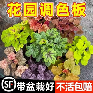 �\�����Ի���ֲ���҃Ȼ����ļ������^�~�ͺ��GֲͥԺ�ر��G������