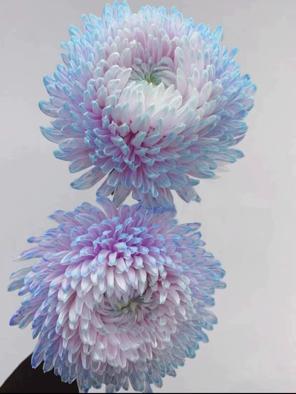 Guofeng Peony хризантемы цветы длинные и легко сохранить