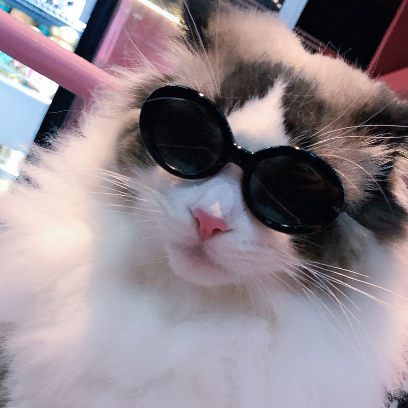 ペットサングラス猫モデルファッション愛メガネサングラス犬ビーチ海辺写真サングラス卸売|undefined